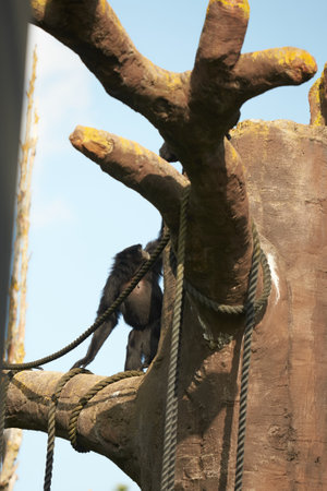 Close up of Siamnang Gibbon on the tree in the zooの写真素材