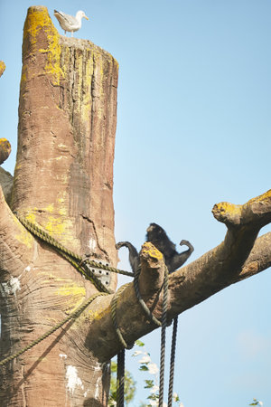 Close up of Siamnang Gibbon on the tree in the zoo