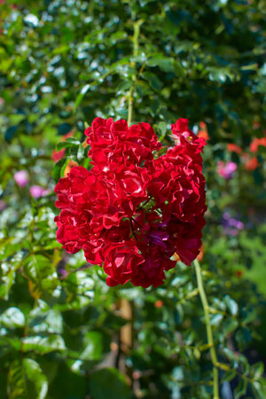 Red flowers of hybrid rose in the garden. Summer and spring time.の写真素材