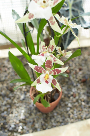 Yellow and pink flowers of orchidaceae brassia hybrid bougour in the garden. Summer and spring timeの写真素材