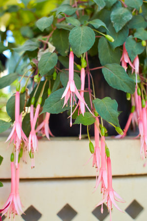 Large number of blooming Pink, red, black and white Fuchsia flowersの写真素材