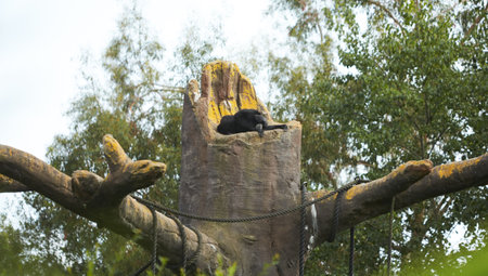 Close up of Siamnang Gibbon on the tree in the zooの写真素材