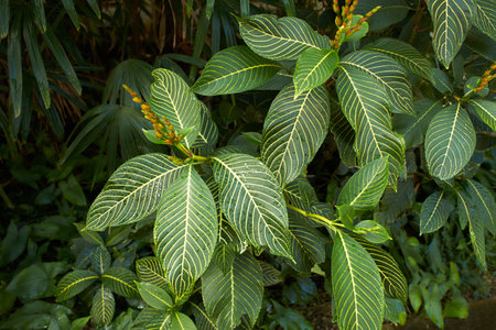 Green flowers of Sanchezia in the garden. Summer and spring time