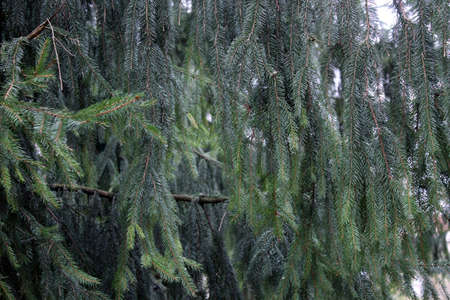 Dark green hanging spruce branches in early spring. Natural background and texture