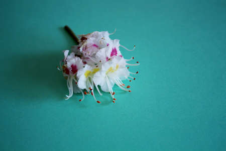 Chestnut flowers lie on a turquoise background. Macro shot with white petals of a flowering plantの写真素材
