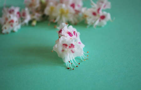 Chestnut flowers lie on green paper backgroundの写真素材