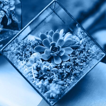 mini succulent garden in glass terrarium. Color of the year 2020.の写真素材