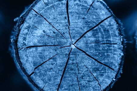 Color of the year 2020. Texture of tree bark closeupの写真素材