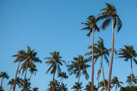 Palm grove in Thailand in Phuket, tree crowns on a background of morning blue skyの写真素材