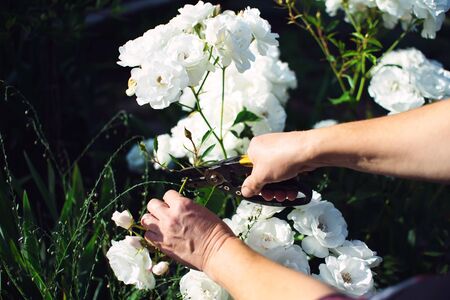 Gardener pruning beautiful roses in his garden in early summer