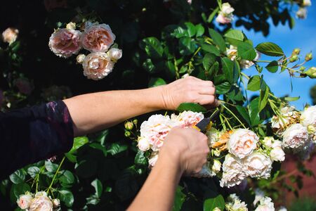 Gardener pruning beautiful roses in his garden in early summerの写真素材
