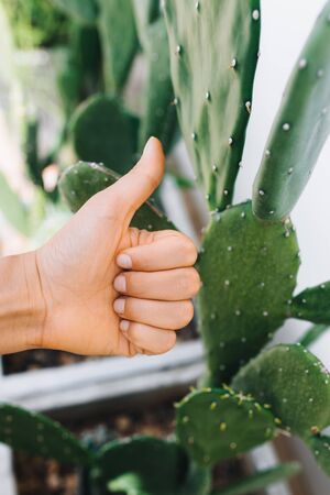 Thumb up green lifestyle. Eco style manicure on the background of a cactus.の写真素材