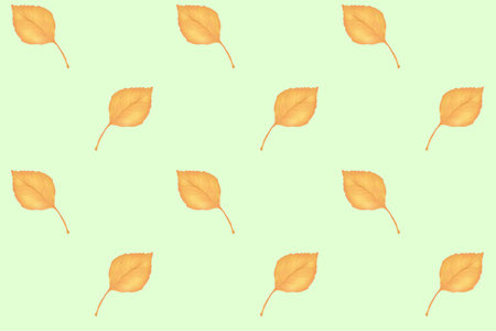 Minimalistic patern of autumn yellow leaves on a light background. Without Borders. Textiles, packaging.の写真素材