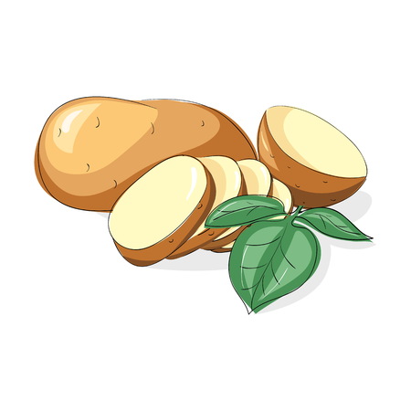 Vector Set of New Yellow Raw Whole Unpeeled and Sliced Potatoes with leaves  Isolated on White Backgroundのイラスト素材