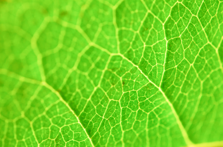 Green Leaf macro. Leaf texture or leaf background for design.