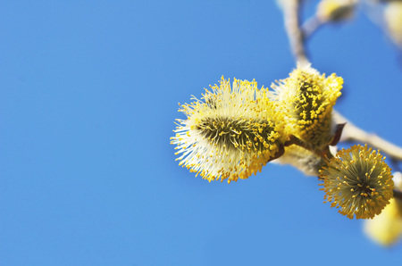Willow twigs close-up. Beautiful fluffy sprig of blossomed willow.