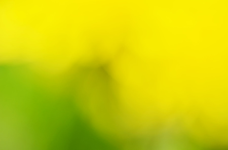 Natural blurred bokeh background from grass and yellow flowers dandelion.の写真素材