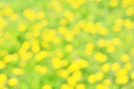 Natural blurred bokeh background from grass and yellow flowers dandelion.の写真素材