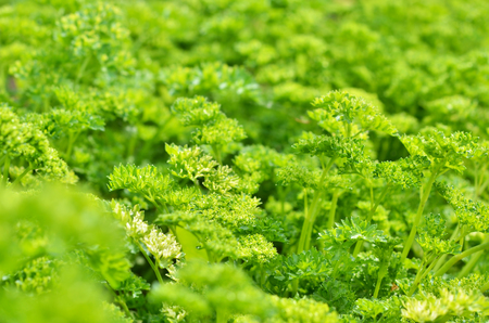 Parsley plant grown in organic natural environment.の写真素材