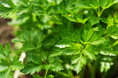 Parsley plant grown in organic natural environment.の写真素材