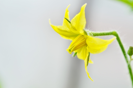 Growing tomatoes on bed. Tomato flowers on the stem.の写真素材