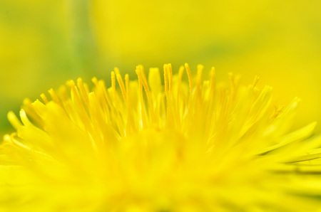 Closeup bright yellow dandelion flower spring, Macro photo. Soft focus.の写真素材