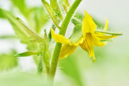 Growing tomatoes on bed. Tomato flowers on the stem.の写真素材