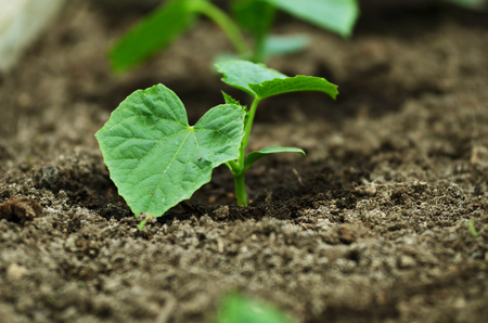 Cucumber growing in a greenhouse. Summer timeの写真素材