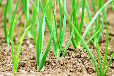 Young onions growing in rows in soil.の写真素材