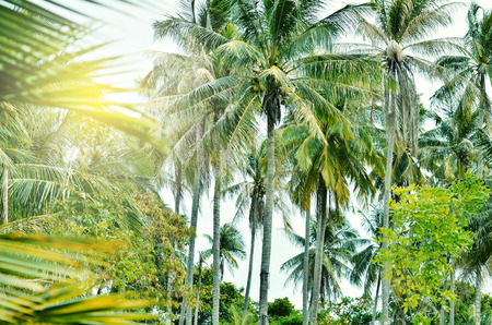 Tropical landscape with palm trees.の写真素材
