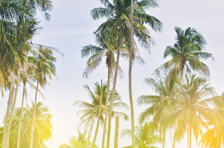 Tropical landscape with palm trees.の写真素材