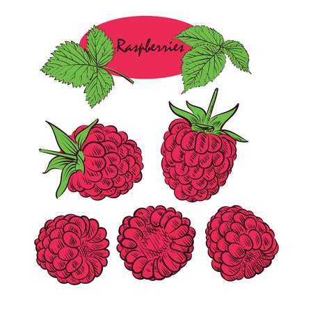 Ripe raspberry with leaves Doodle styleのイラスト素材