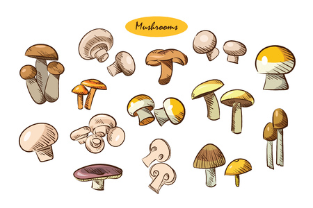 Illustration of a set of different mushroomsのイラスト素材