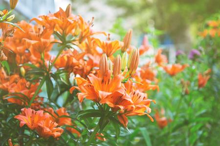 Flower background. At summer day lily flowers in the garden.の写真素材