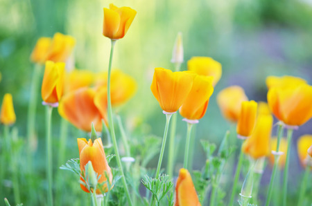 Beautiful flowers eschscholzia on the background of the summer landscape.の写真素材