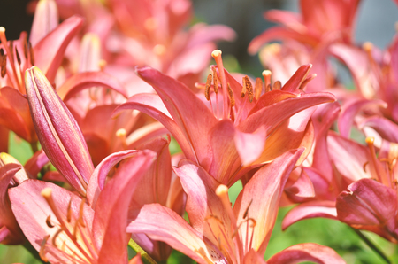 Flower background. Lily at summer day.の写真素材