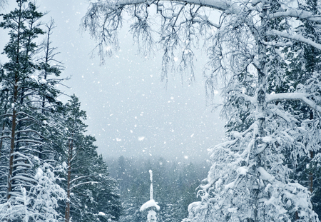 Snow covered trees in the winter forest. Winter landscape.の写真素材