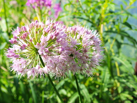 Flowering onions. Closeup in summer.の写真素材