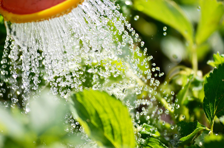 Watering the plants from a watering can. Watering agriculture and gardening concept. Watering strawberries.の写真素材