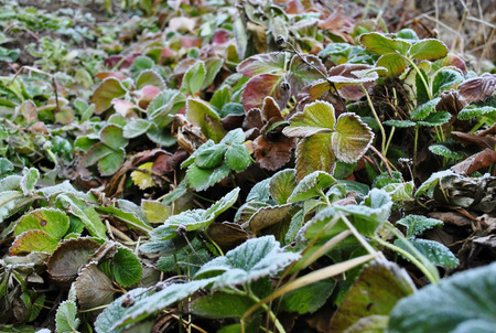 Strawberry leafs covered with rime frostの写真素材