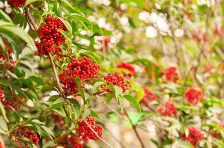 Rowan-tree lush bunches of red mountain ash on the branches of a tree. shallow depth of fieldの写真素材