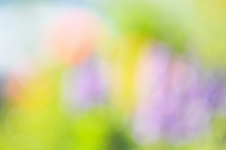 Natural blurred bokeh background from flowers and grass.の写真素材
