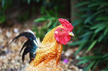 Rooster portrait. Rooster on a farm.の写真素材