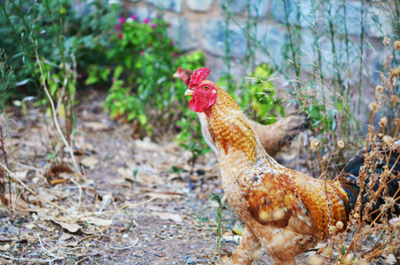 Rooster or chicken on the traditional free range poultry farm.の写真素材