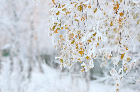 Birch branches with beautiful autumn yellow leaves under snow.の写真素材