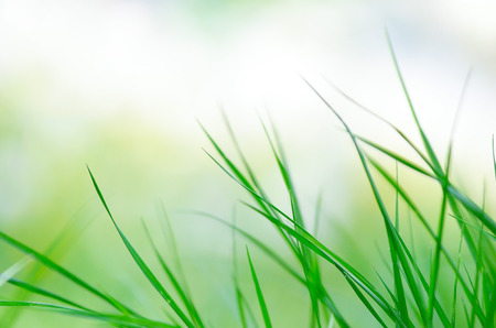 Natural background of green grass blades close up.の写真素材