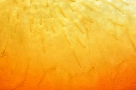 Fruit plum close up photo.  Macro photography, soft focus.
