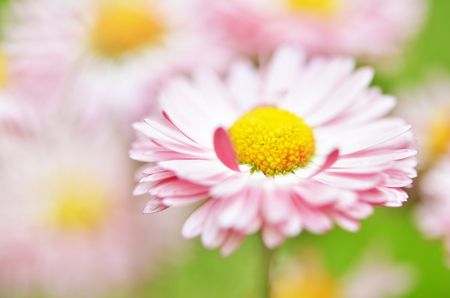 Pink bellis perennis daisy flowers in garden. Soft focus.の写真素材