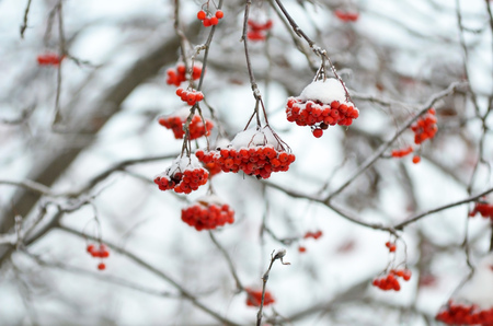 Red bunches of rowan covered with snow.