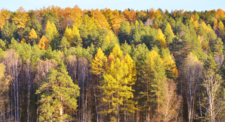 Gorgeous autumn landscape panorama of a scenic forestの写真素材